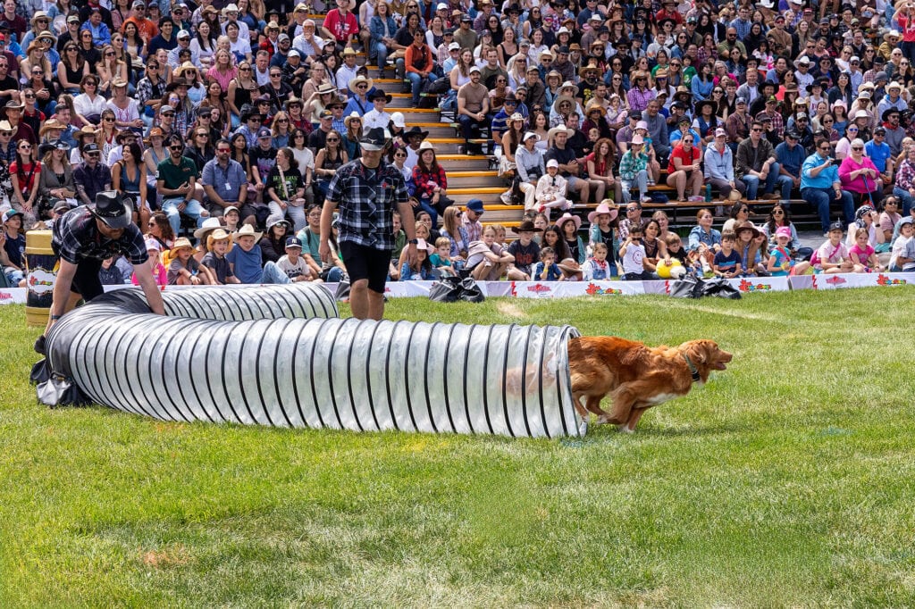 SafewayStampede2025014